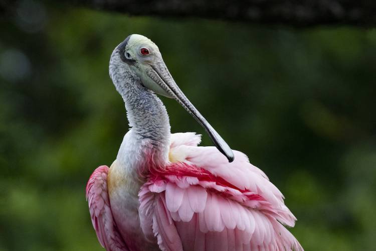 Beautifully ruffled plumage of Roseate Spoonbill in natural environment of native rookery in Florida