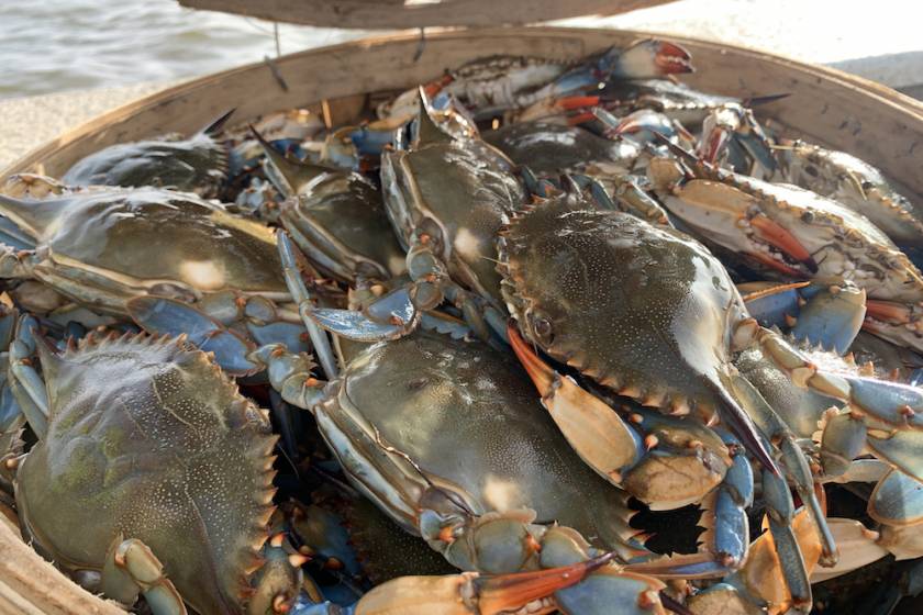bucket of blue crabs